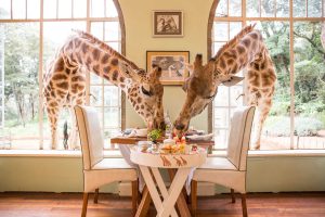 Giraffe_Manor1