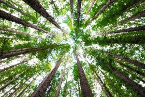 arboricoltura_agriforstamento